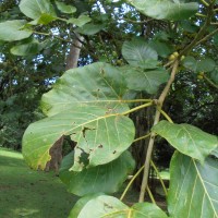 Ficus nymphaeifolia Mill.